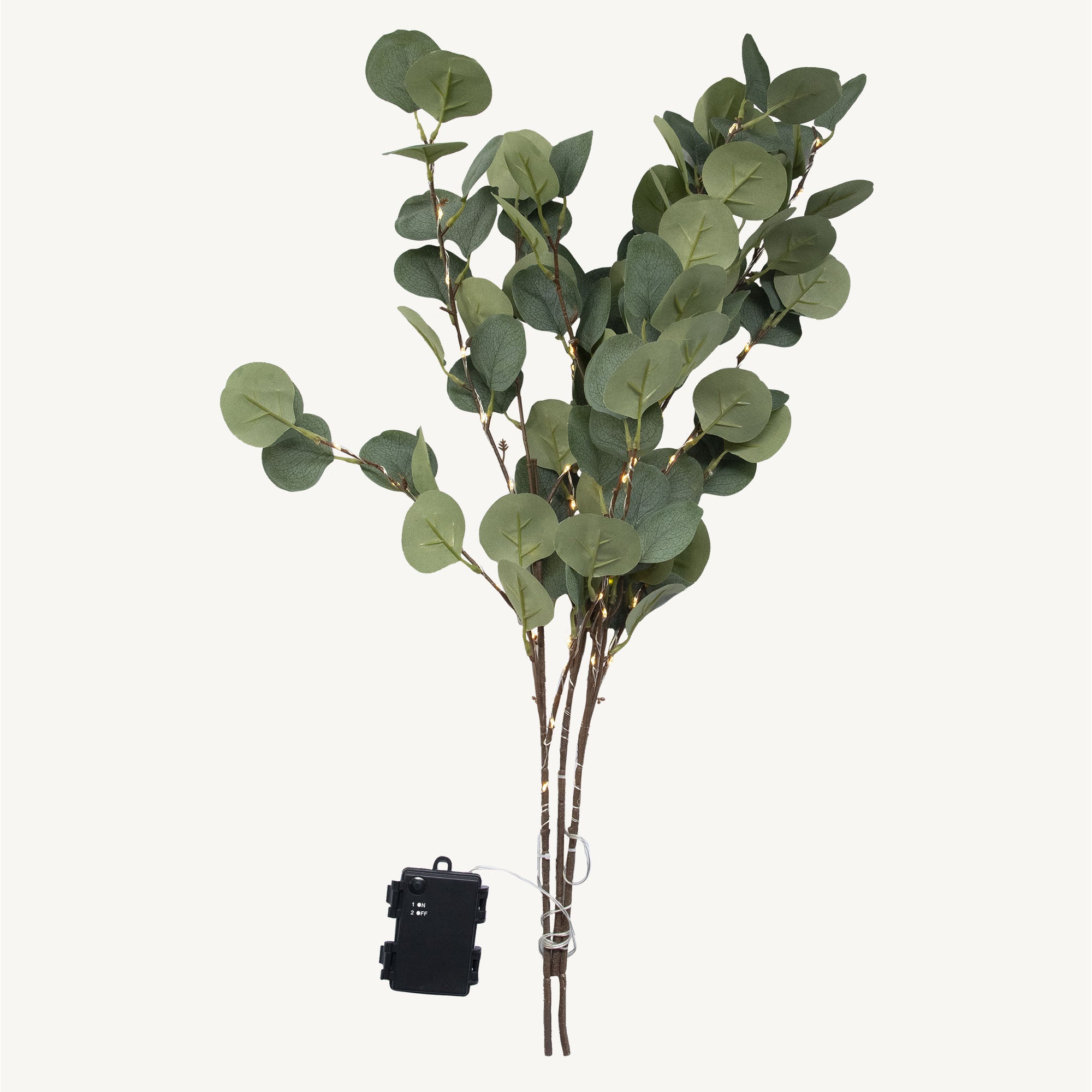 Branche d'eucalyptus